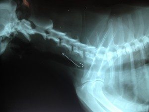 do dogs have to be sedated for x rays