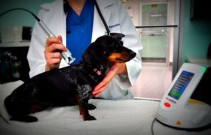 klaser_treating_dog1