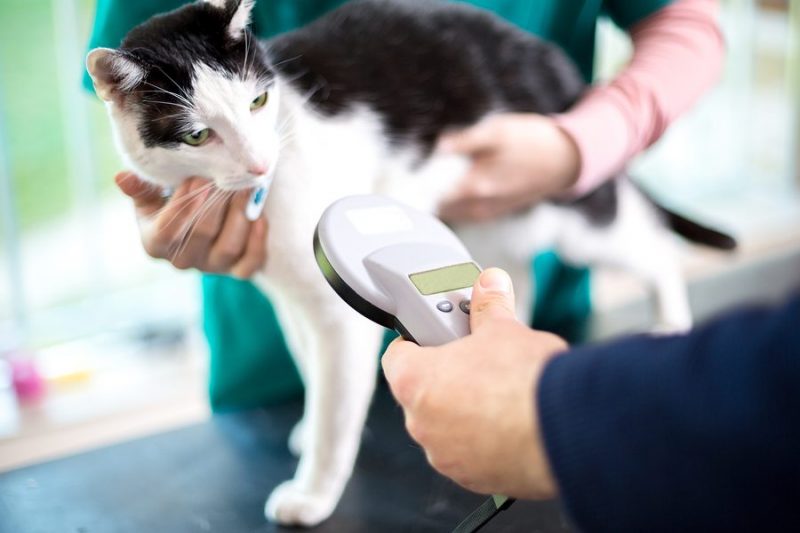 Vet identifies cat by microchip implant