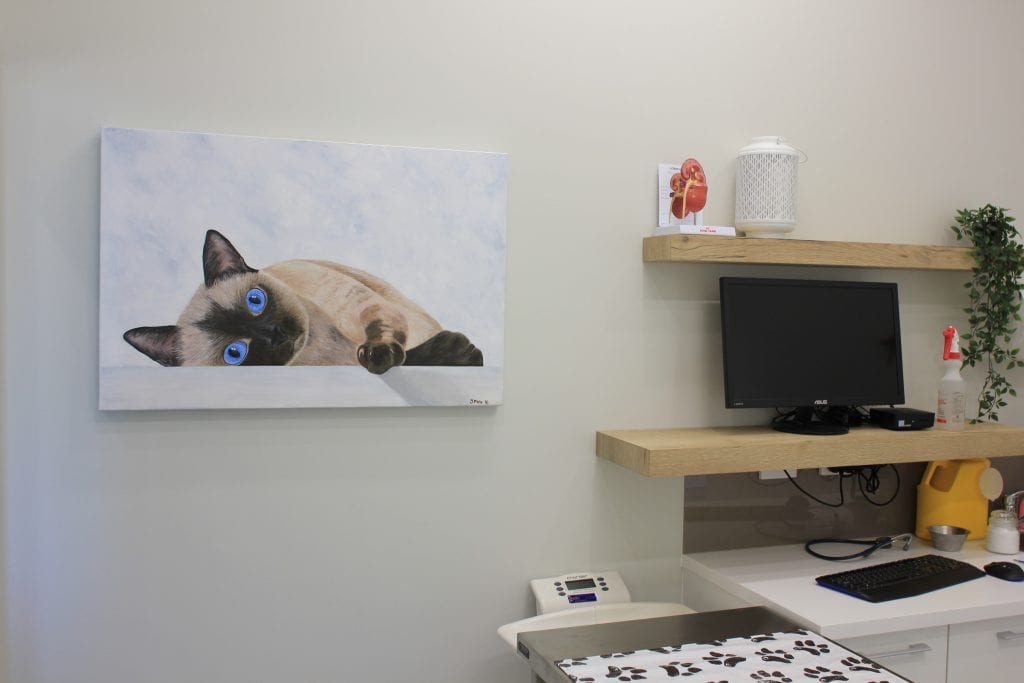 Cat Consult Room for Health Checks at Kedron Vet