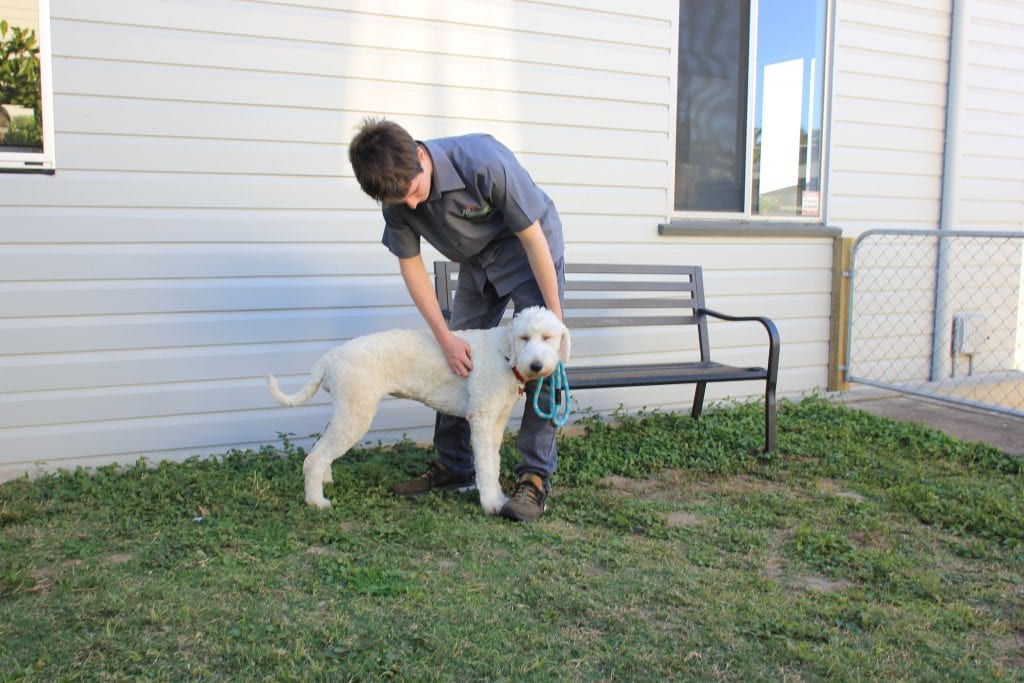 Backyard Area for Dogs at Kedron Vet