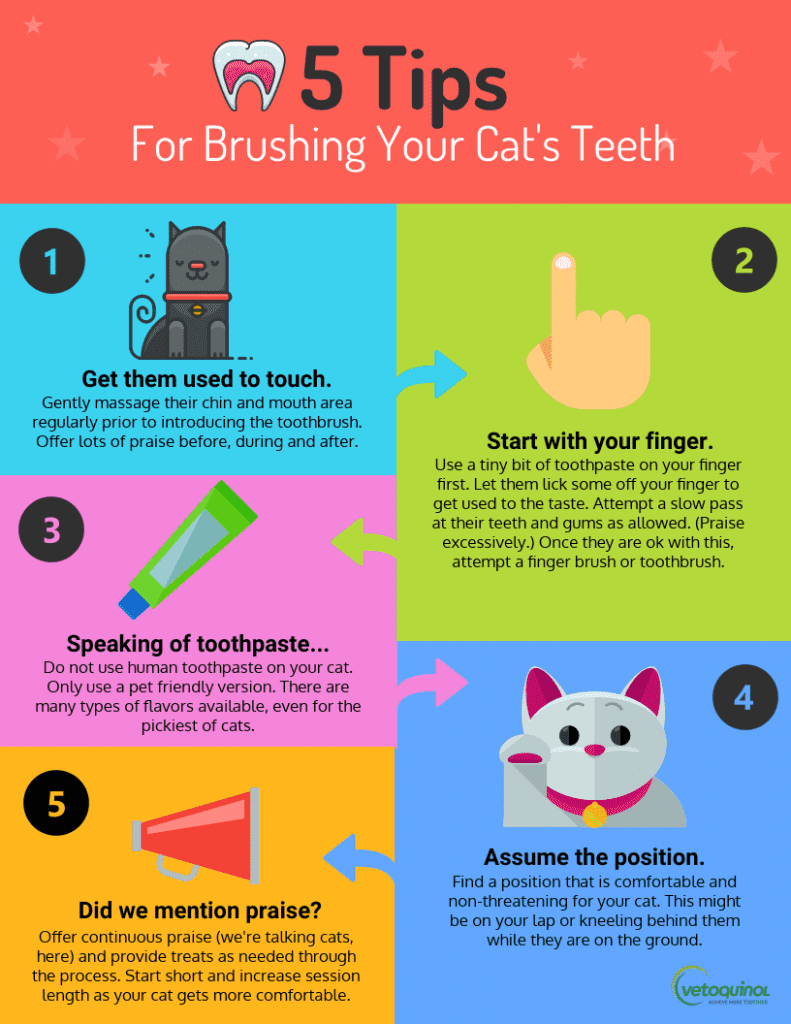 Tips for brushing cat's teeth