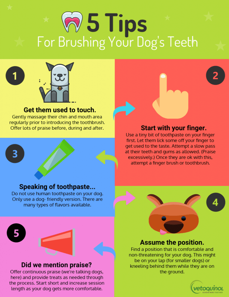 Tips for brushing dog's teeth