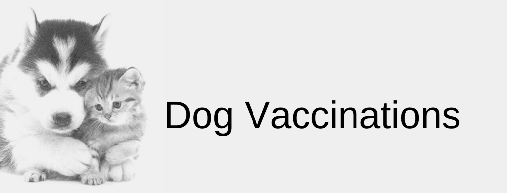 Dog and Puppy Vaccination in Brisbane