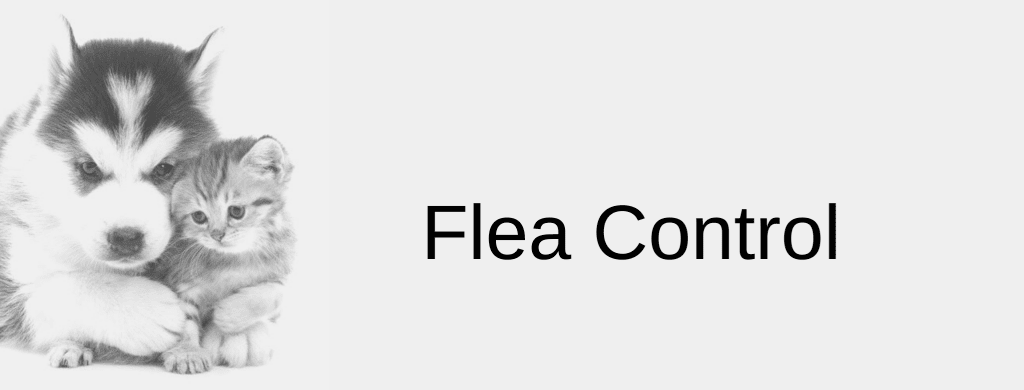 Flea and Tick Preventatives