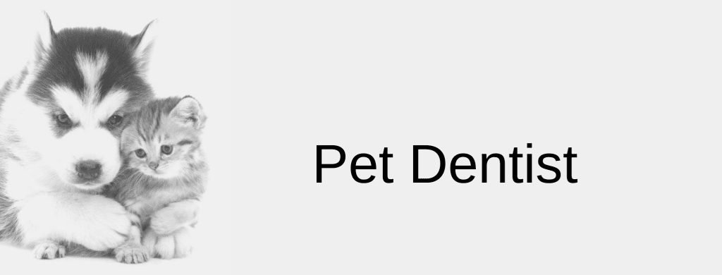 Pet Dentist in Brisbane
