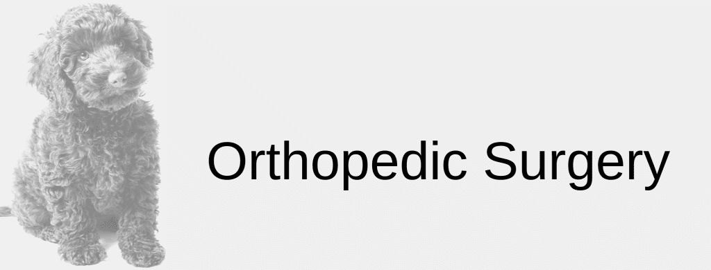 Orthopedic Surgery at Kedron Vet Clinic