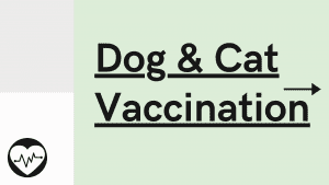 Dog and Cat Vaccinations Brisbane Vet