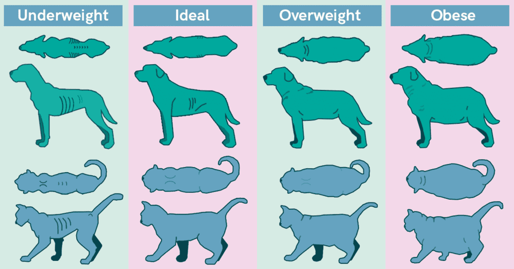 Weight Scale Dog Cat Overweight Measurement